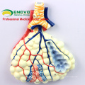 LUNG06 (12503) Human Respiratory Section Abschnitt Modell, Anatomie Modelle&gt; Atmung